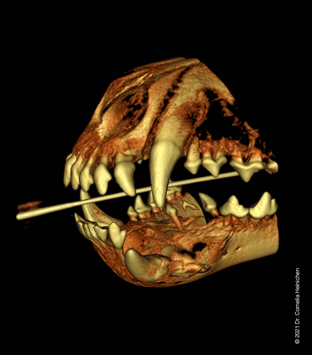 3D Rekonstruktion des Kopfes eines Junghundes mit Odontom