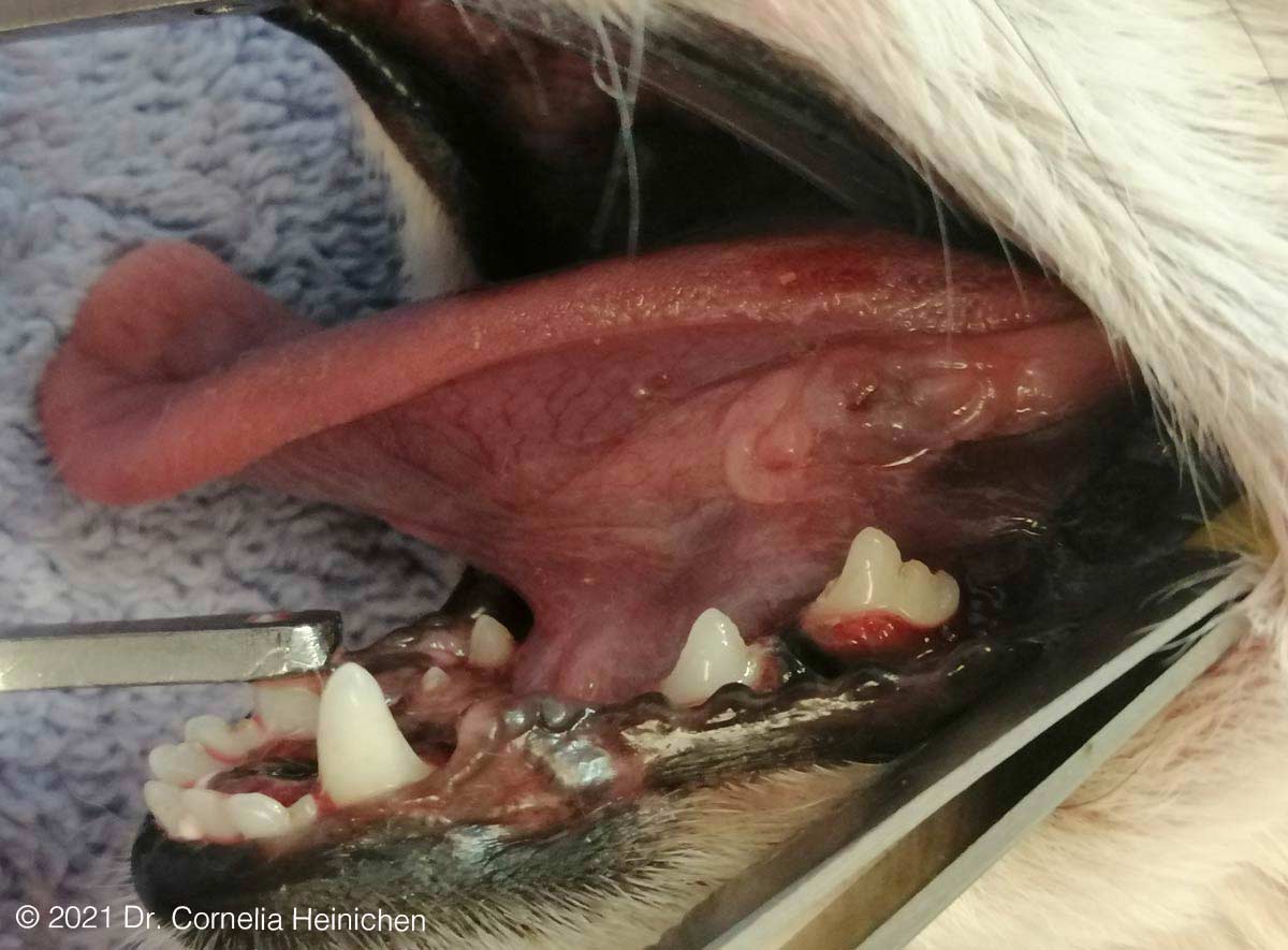 Katze mit entzündetem Zahnfleisch