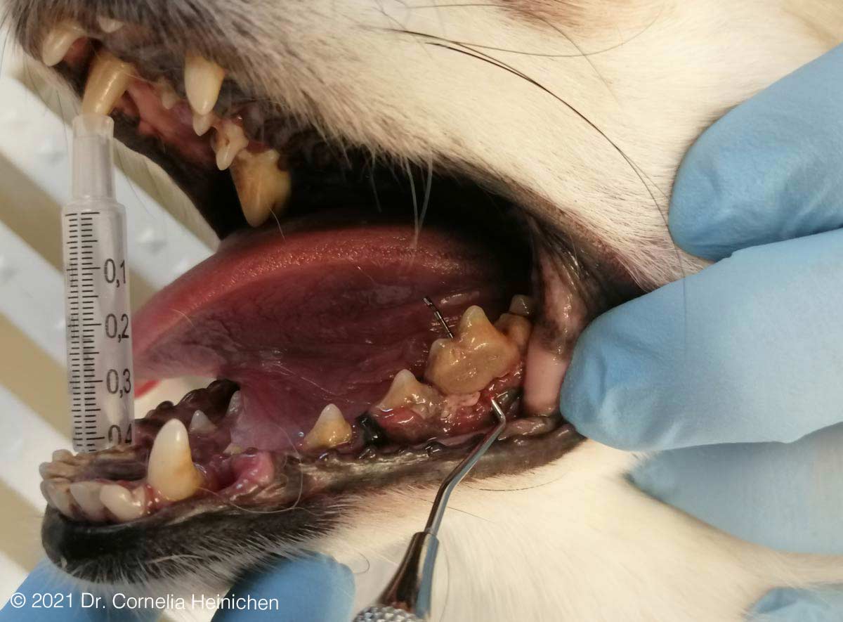 Tooth Resorption P3 Unterkiefer