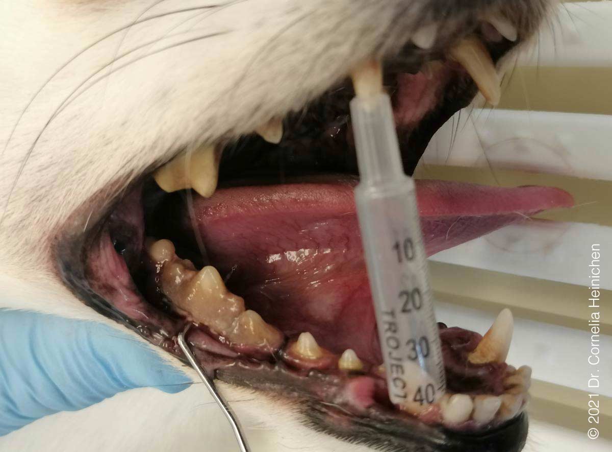 Tooth Resorption P3 Unterkiefer
